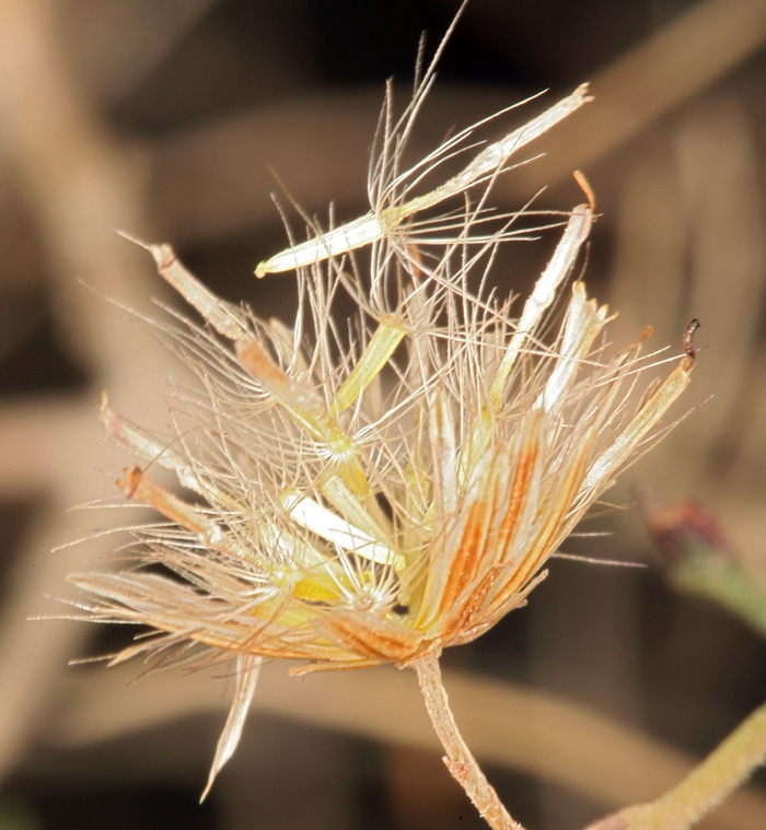Pleurocoronis pluriseta (Arrow leaf), native California subshrub