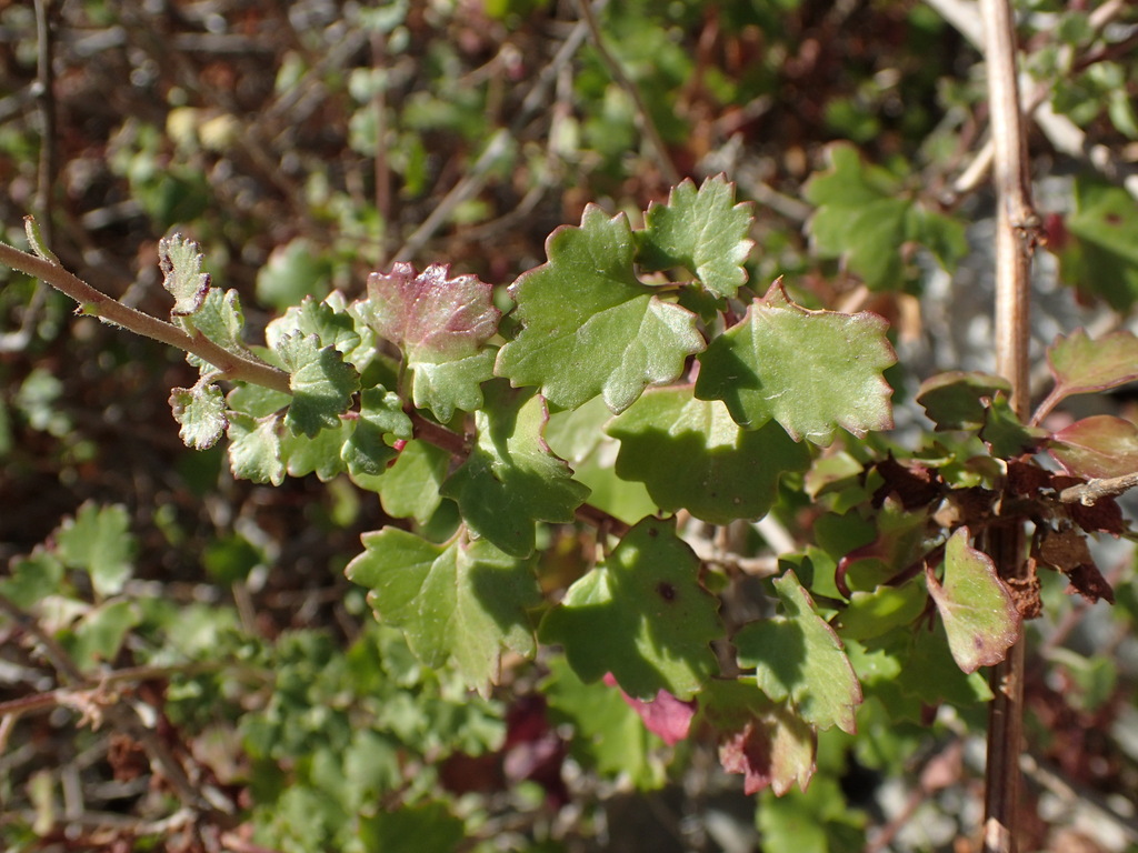 Pleurocoronis sp. (Arrowleaf), native California perennial