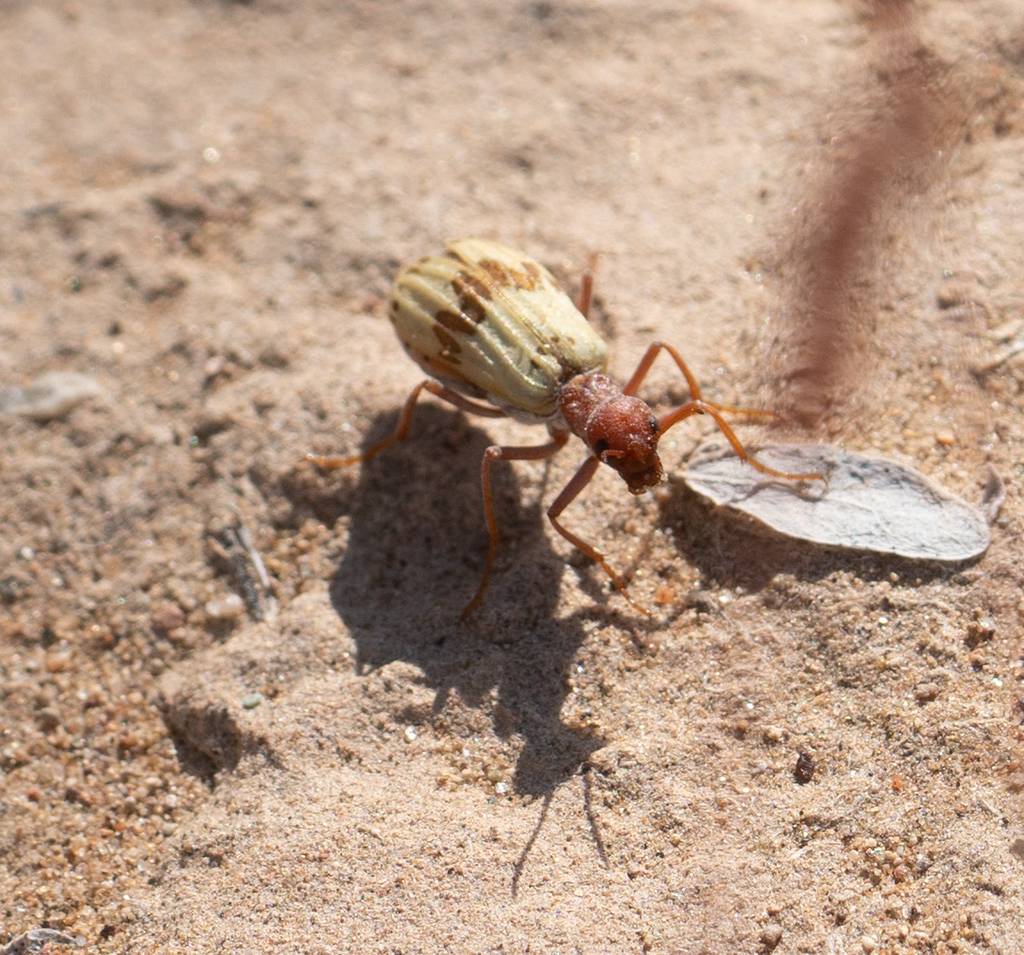 Pleuropasta mirabilis, California species