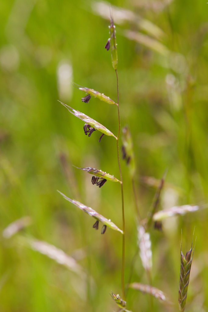 Pleuropogon californicus — parent species of Pleuropogon californicus var. davyi