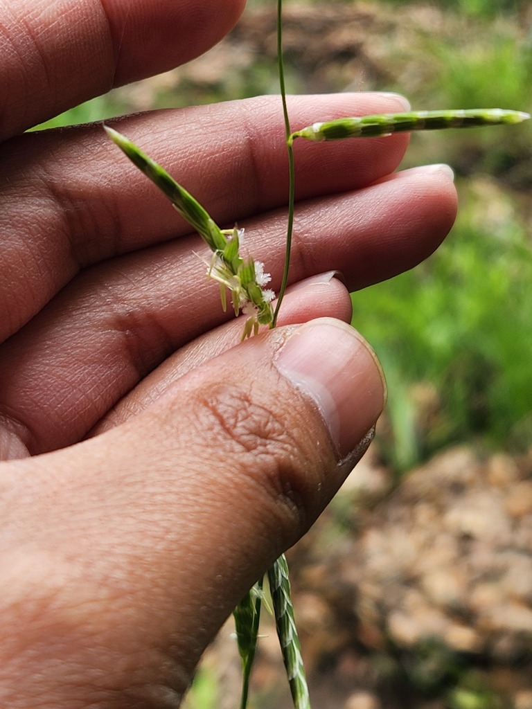 Pleuropogon hooverianus (North coast semaphore grass), native California grass