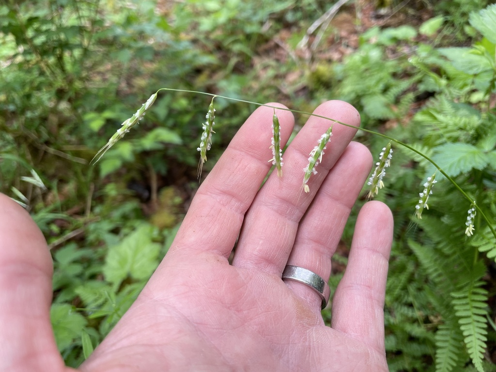 Pleuropogon refractus (Nodding semaphore grass), native California grass