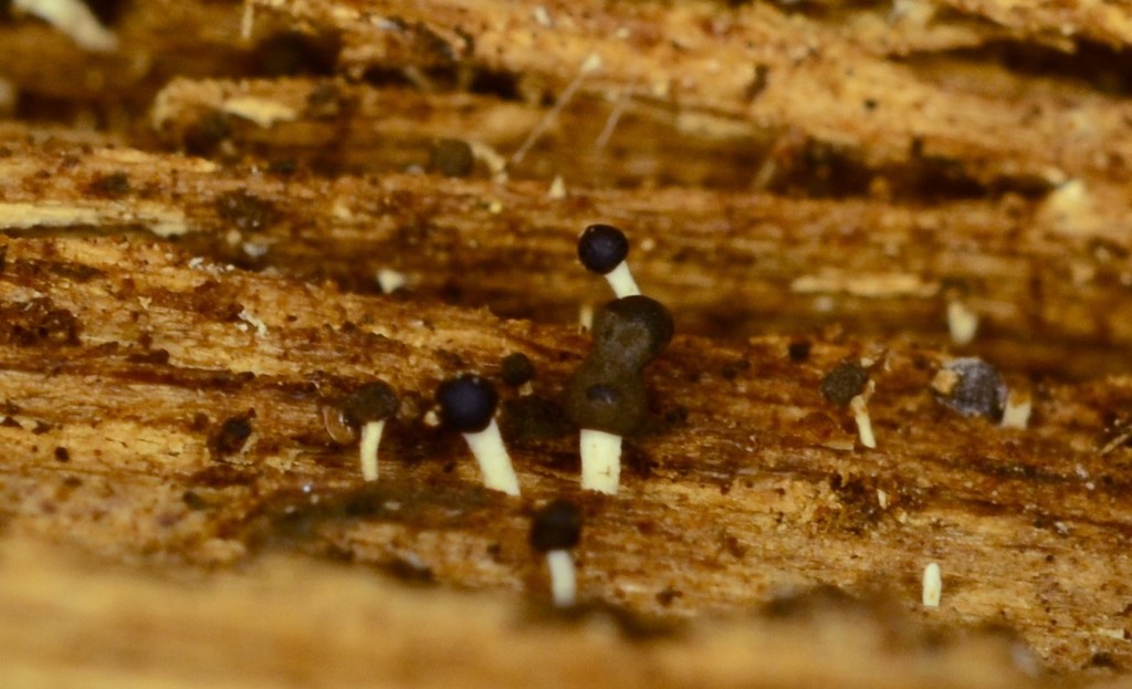 Pleurotus albastrigulella, California species
