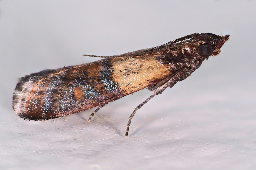 Plodia interpunctella (Indian-Meal Moth), California species
