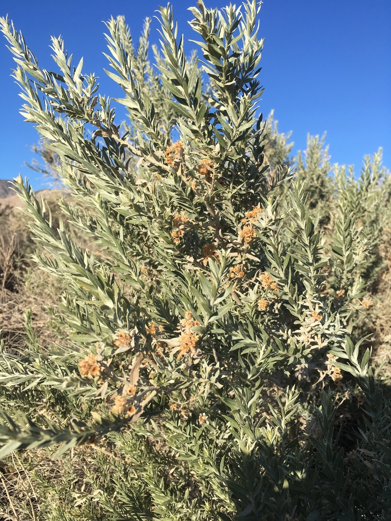 Pluchea sericea (Arrow-weed), native California shrub
