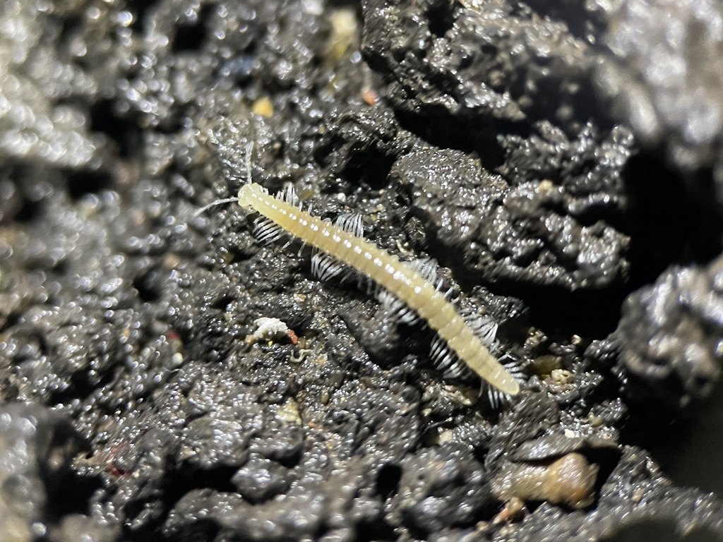 Plumatyla humerosa, California species
