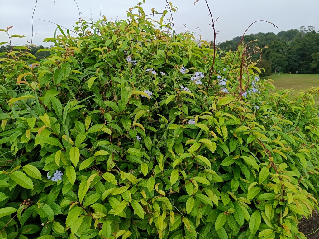 Plumbago auriculata (Cape leadwort), non-native California shrub