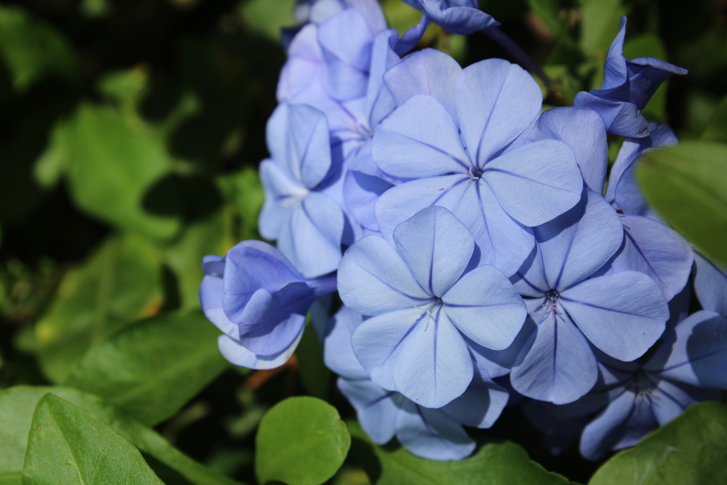 Plumbago sp. (Leadwort), non-native California perennial