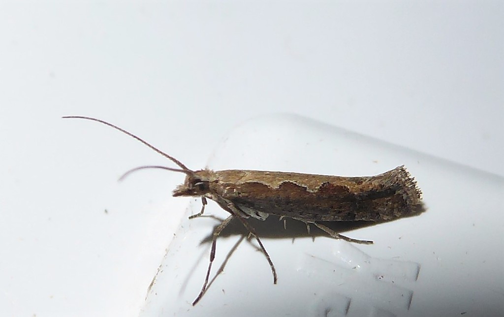 Plutella xylostella (Diamondback Moth), California species