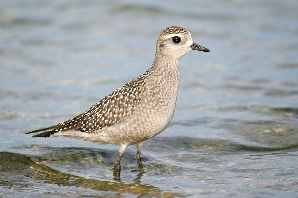 Pluvialis dominica (American Golden-Plover), California species