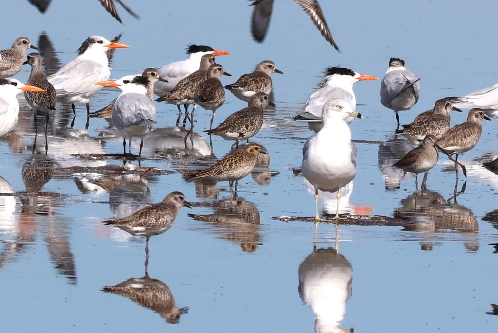 Pluvialis fulva (Pacific Golden-Plover), California species