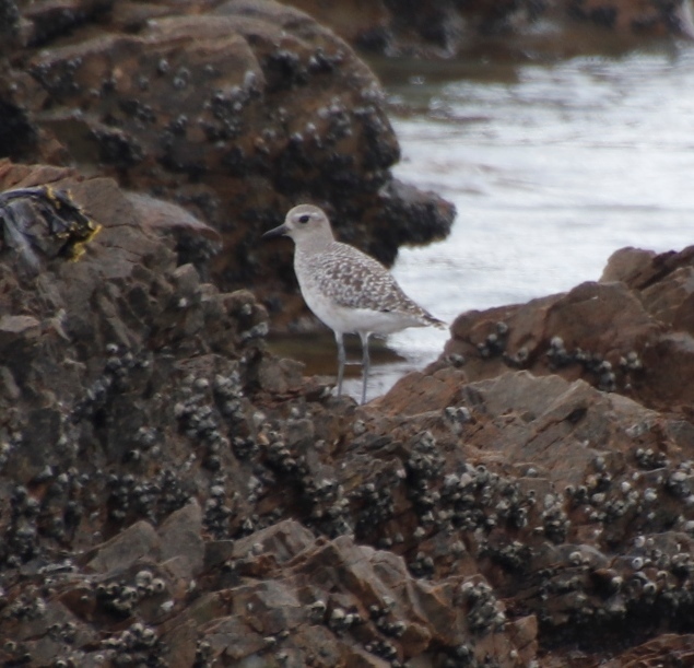 Pluvialis squatarola (Black-bellied Plover), California species