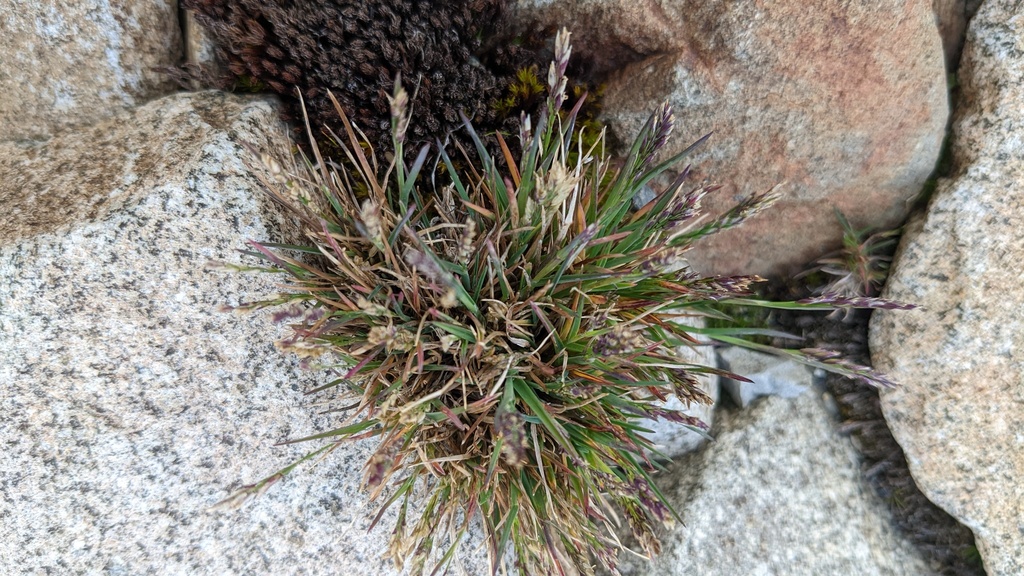 Poa abbreviata — parent species of Poa abbreviata subsp. marshii