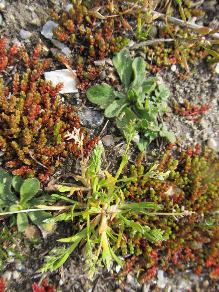 Poa annua (Annual blue grass), non-native California grass