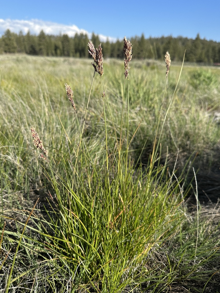 Poa atropurpurea (San bernardino bluegrass), native California grass