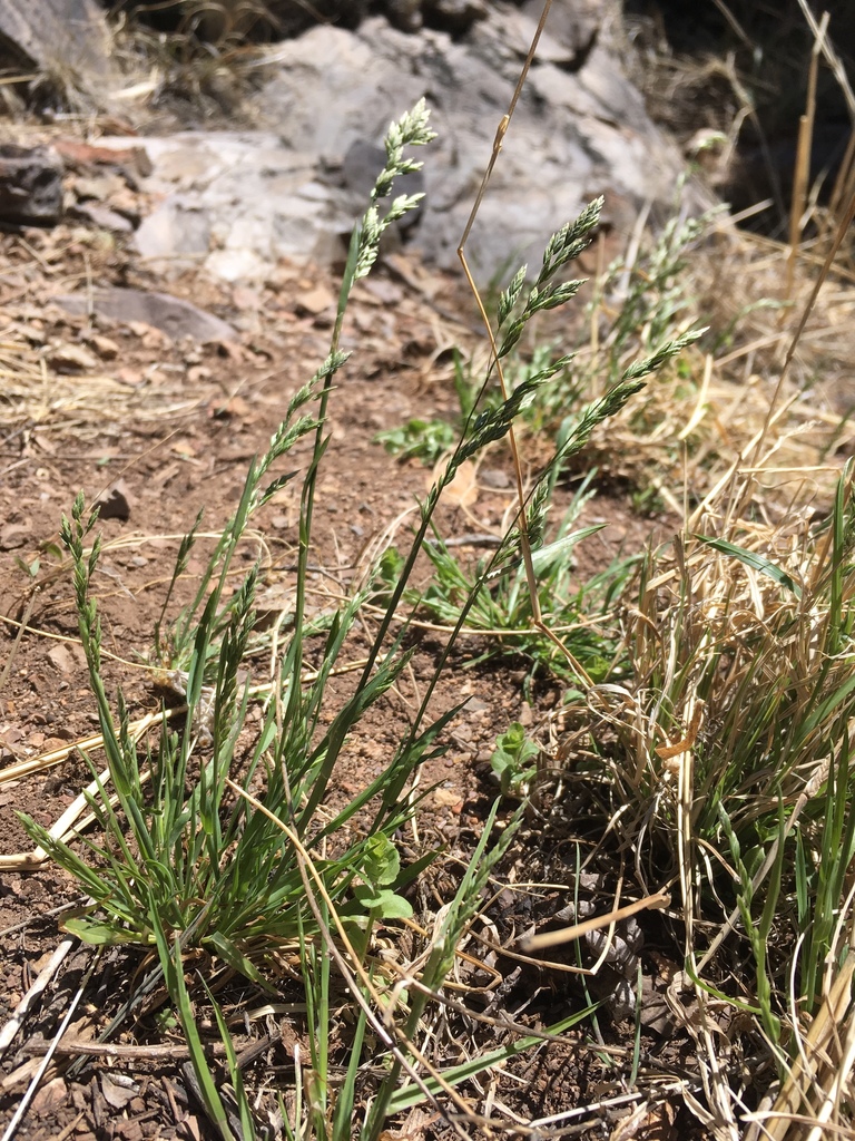 Poa bigelovii (Bigelow's blue grass), native California grass