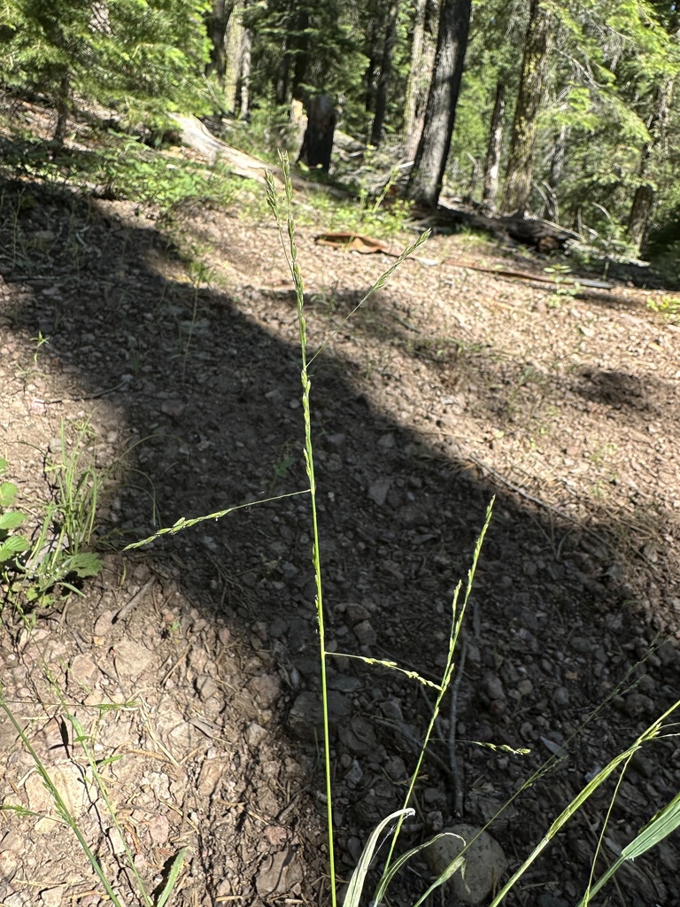 Poa bolanderi (Bolander's blue grass), native California grass
