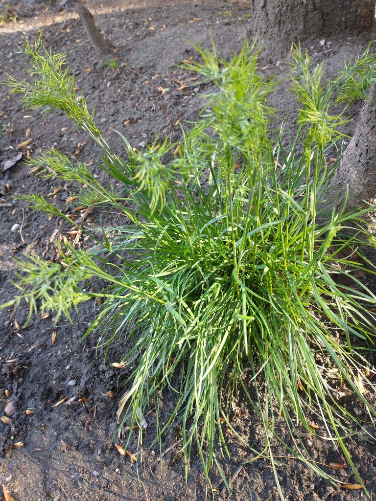 Poa bulbosa (Bulbous blue grass), non-native California grass