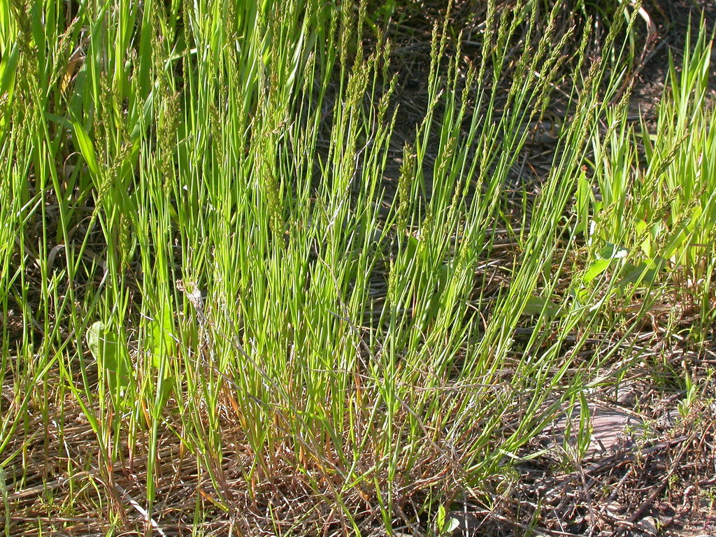 Poa compressa (Canadian blue grass), non-native California grass