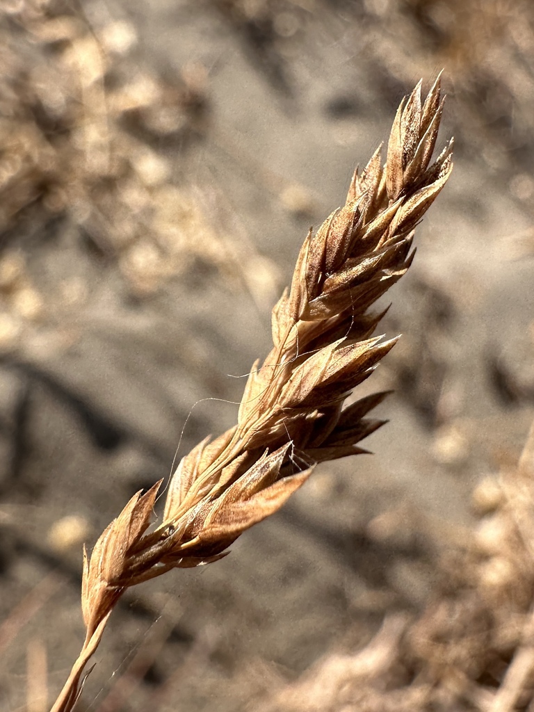 Poa confinis (Beach blue grass), native California grass