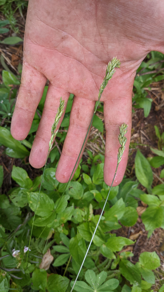 Poa cusickii — parent species of Poa cusickii subsp. epilis