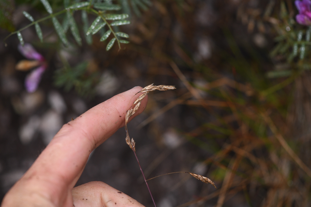 Poa diaboli (Diablo canyon blue grass), native California perennial