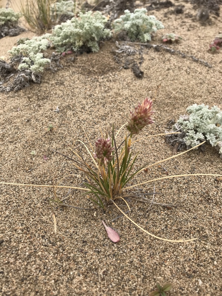 Poa douglasii (Sand dune blue grass), native California grass