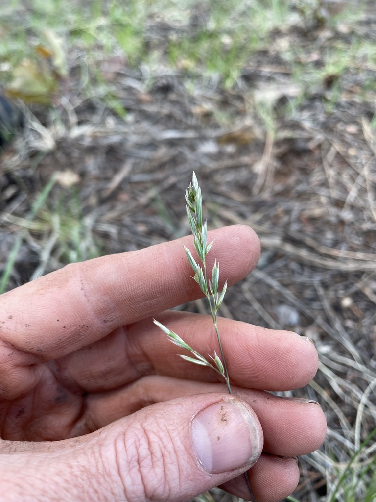Poa fendleriana — parent species of Poa fendleriana subsp. longiligula