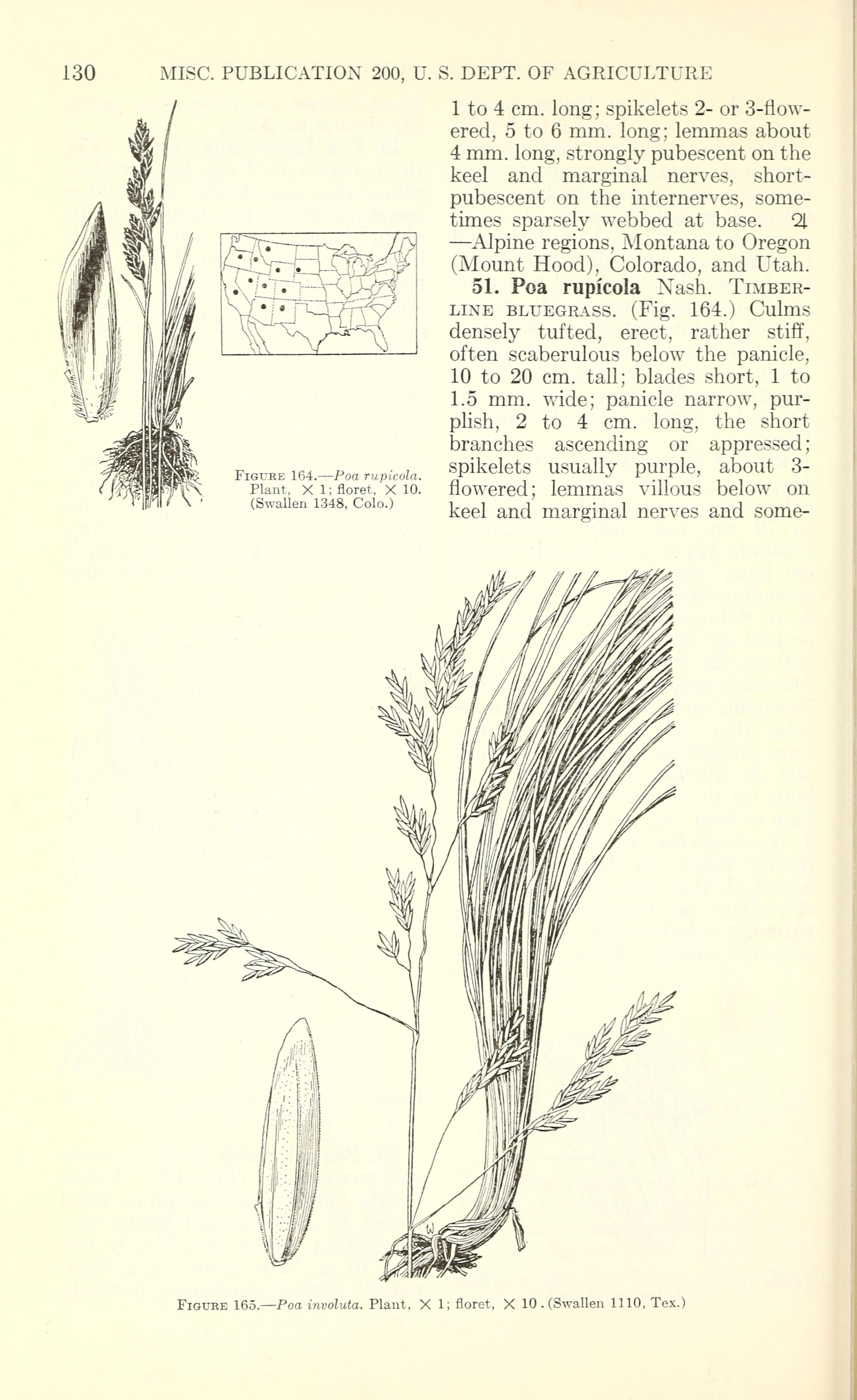 Poa glauca subsp. rupicola (Timberline blue grass), native California grass