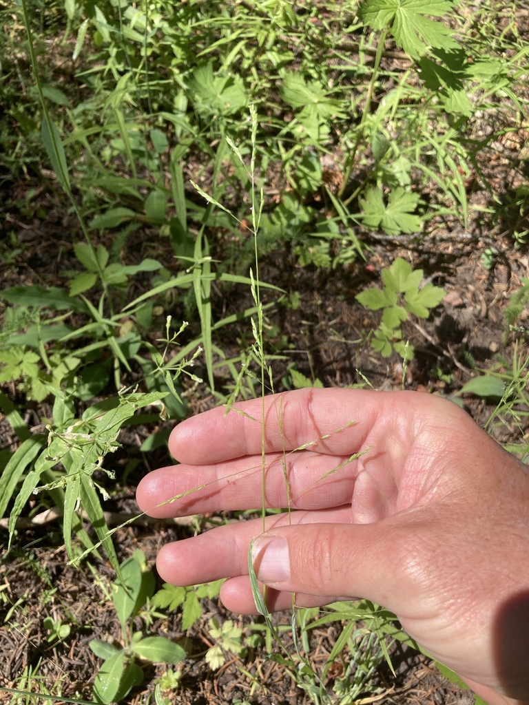 Poa howellii (Howell's blue grass), native California grass