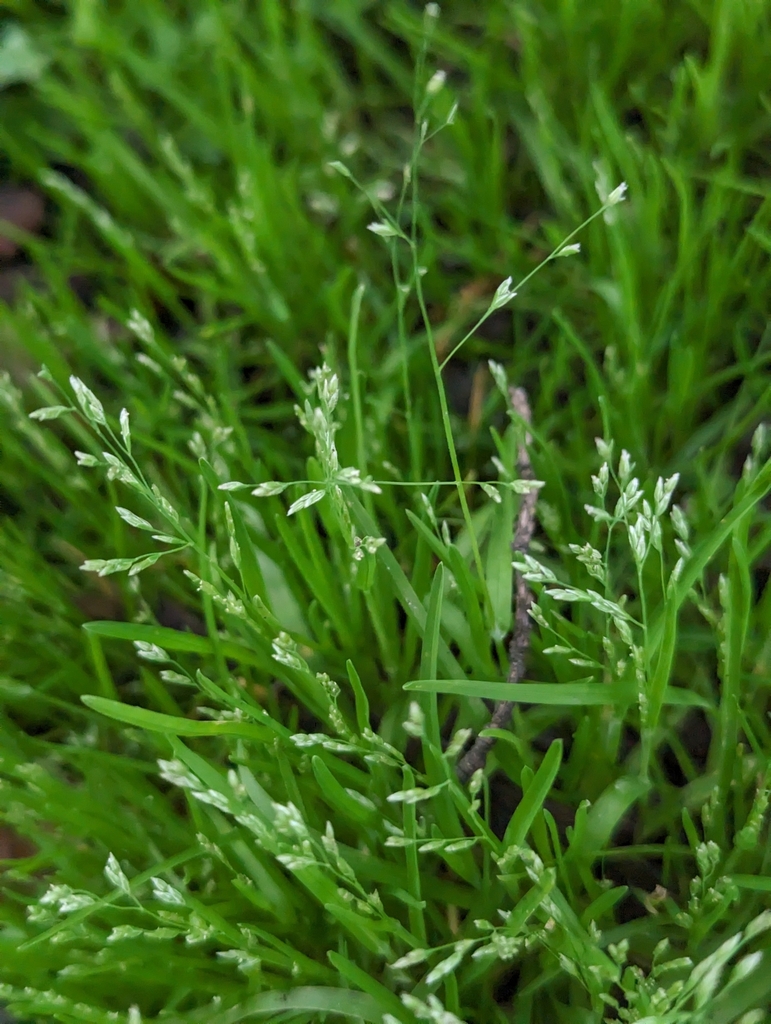 Poa infirma (Weak blue grass), non-native California grass