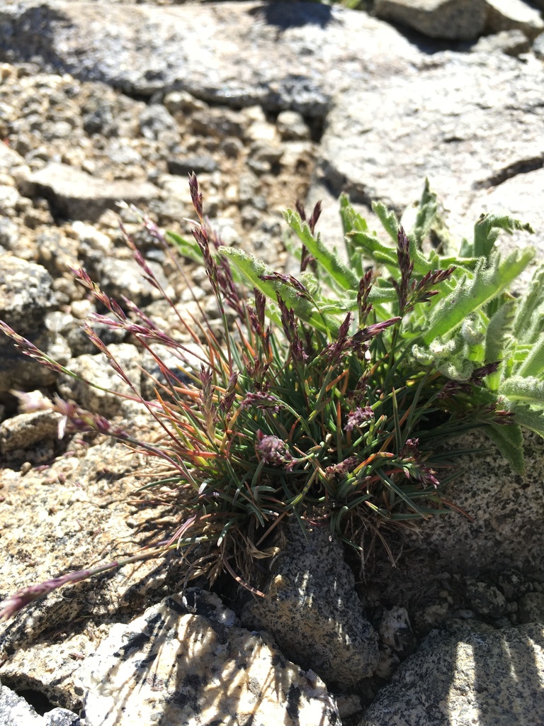 Poa keckii (Keck's blue grass), native California grass