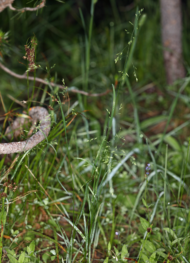 Poa leptocoma (Bog blue grass), native California grass