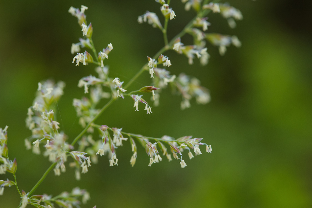 Poa lettermanii (Letterman's blue grass), native California grass