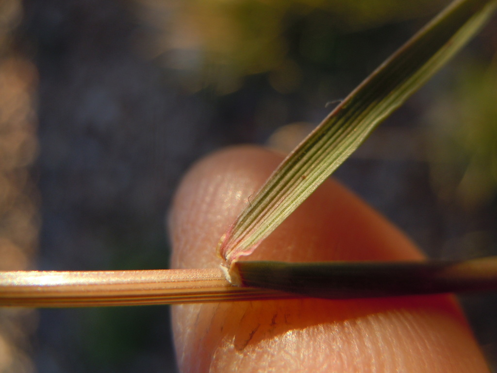 Poa macrantha (Seashore blue grass), native California grass