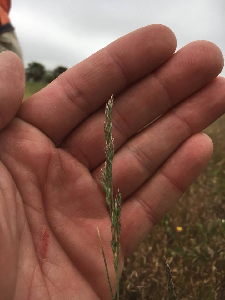 Poa napensis (Napa blue grass), native California grass