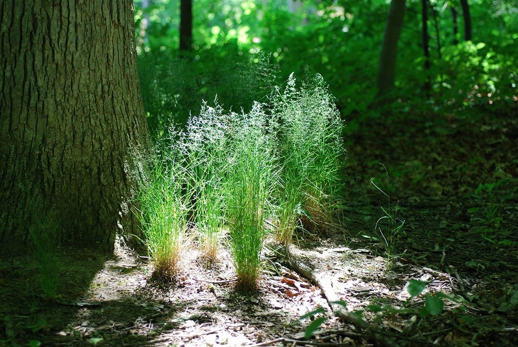 Poa nemoralis (Wood blue grass), non-native California grass