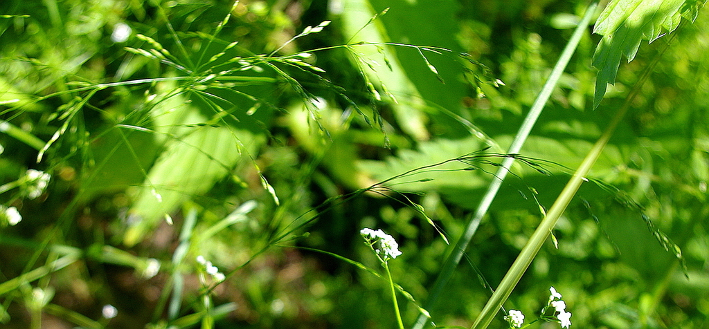 Poa palustris (Fowl bluegrass), non-native California grass
