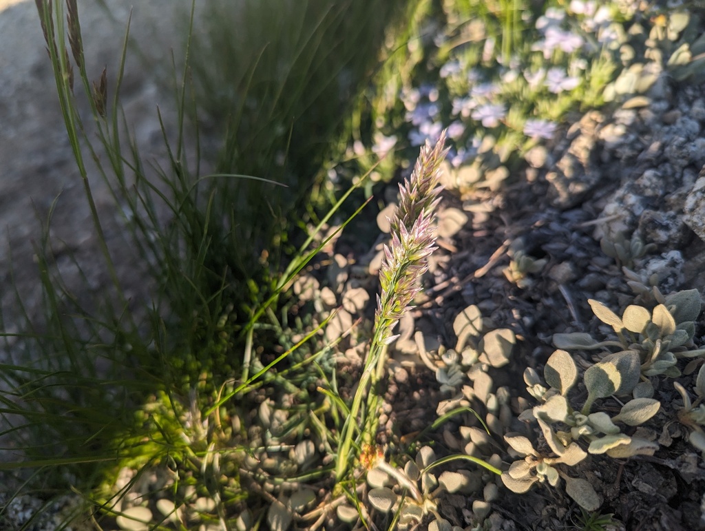 Poa pringlei (Pringle's blue grass), native California grass
