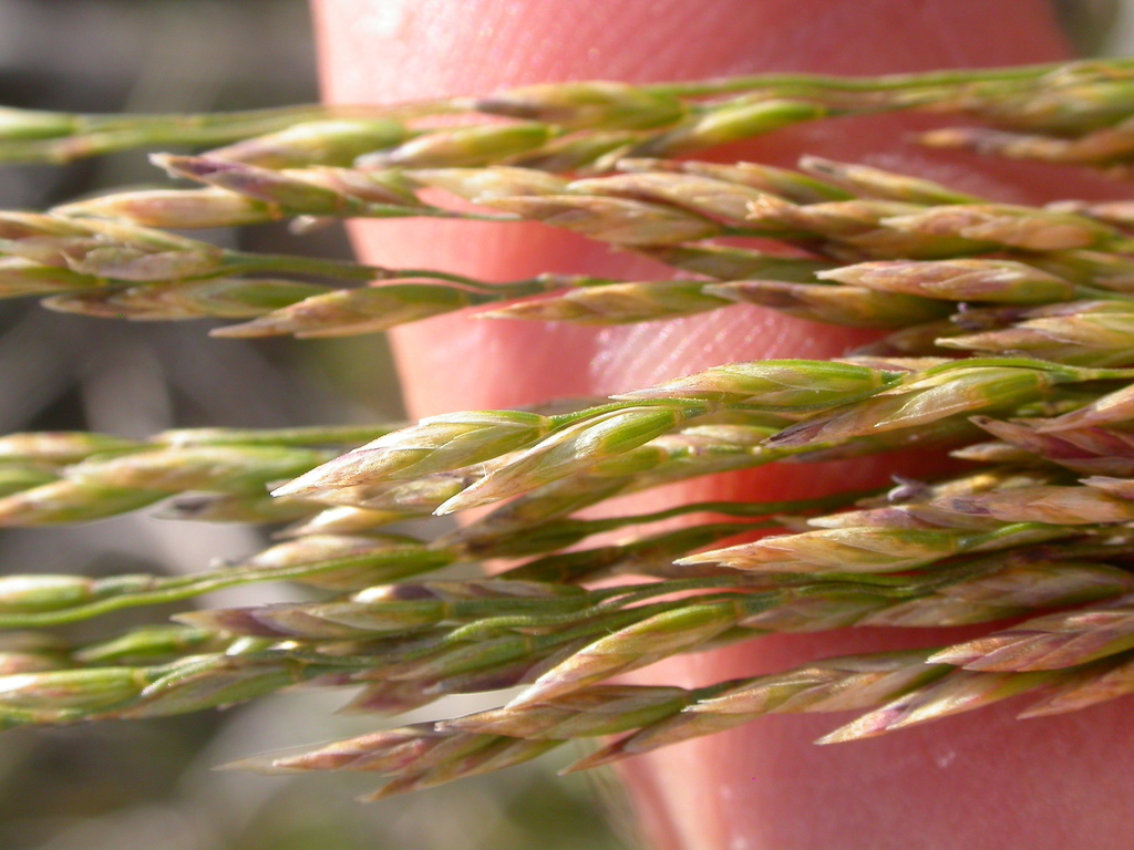 Poa secunda var. nevadensis (Nevada bluegrass), native California perennial