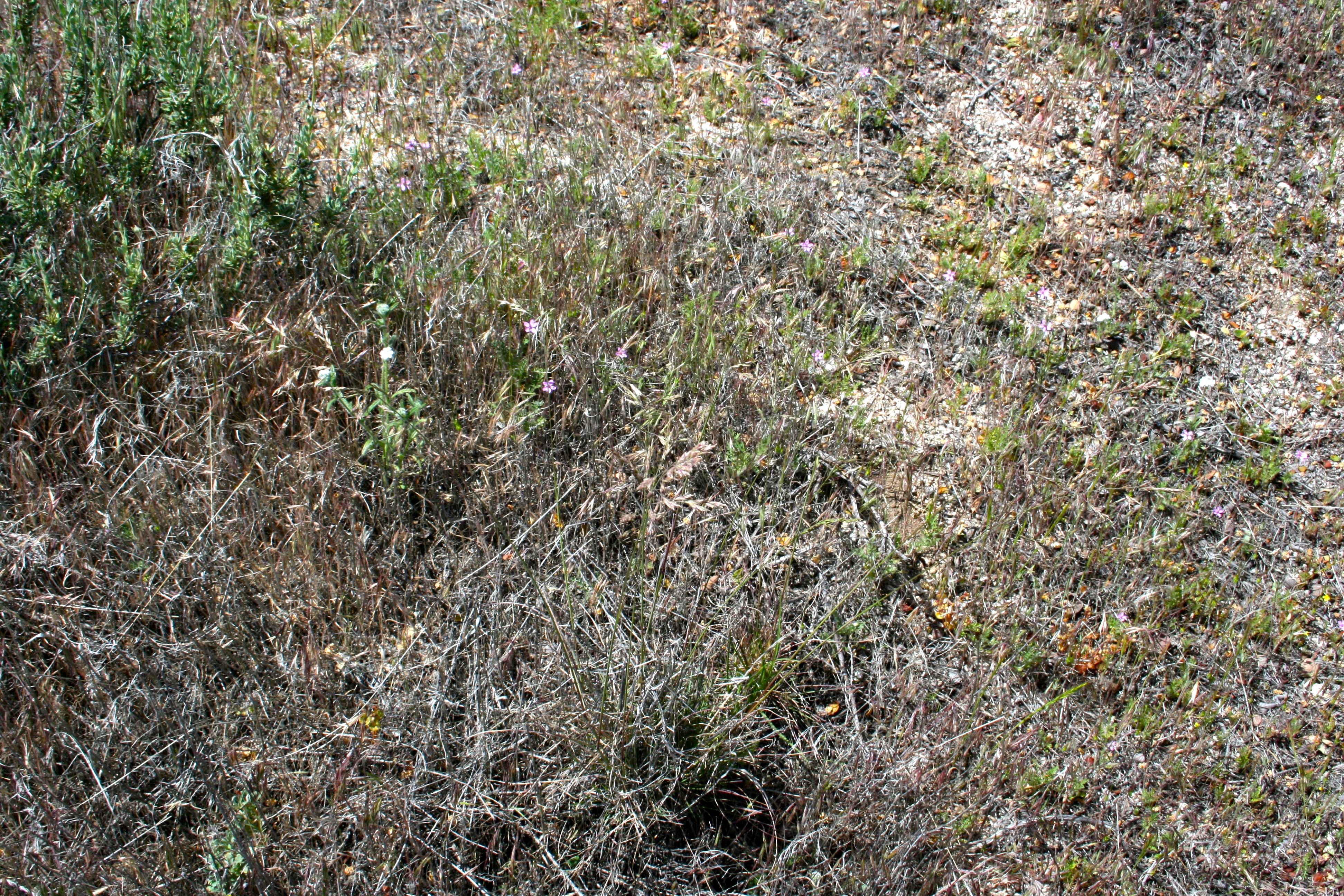 Poa secunda (Secund bluegrass), native California grass