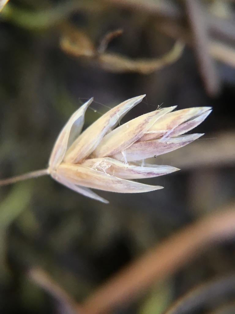 Poa sierrae (Sierra blue grass), native California grass