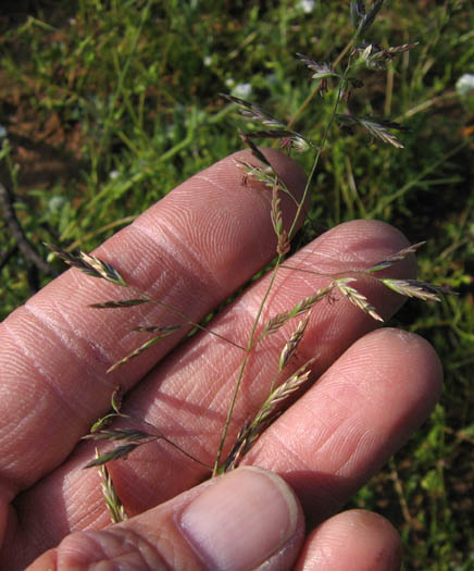 Poa tenerrima (Delicate blue grass), native California grass