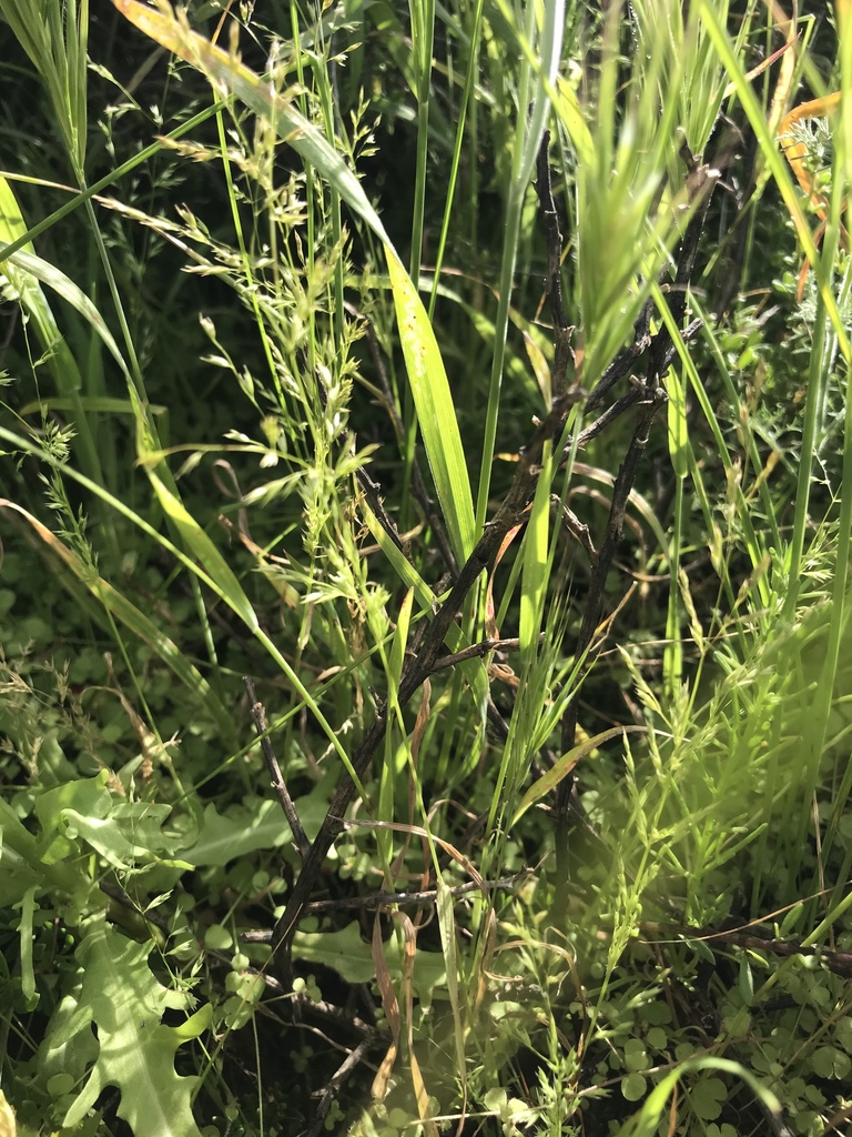 Poa thomasii (California dissanthelium), native California grass