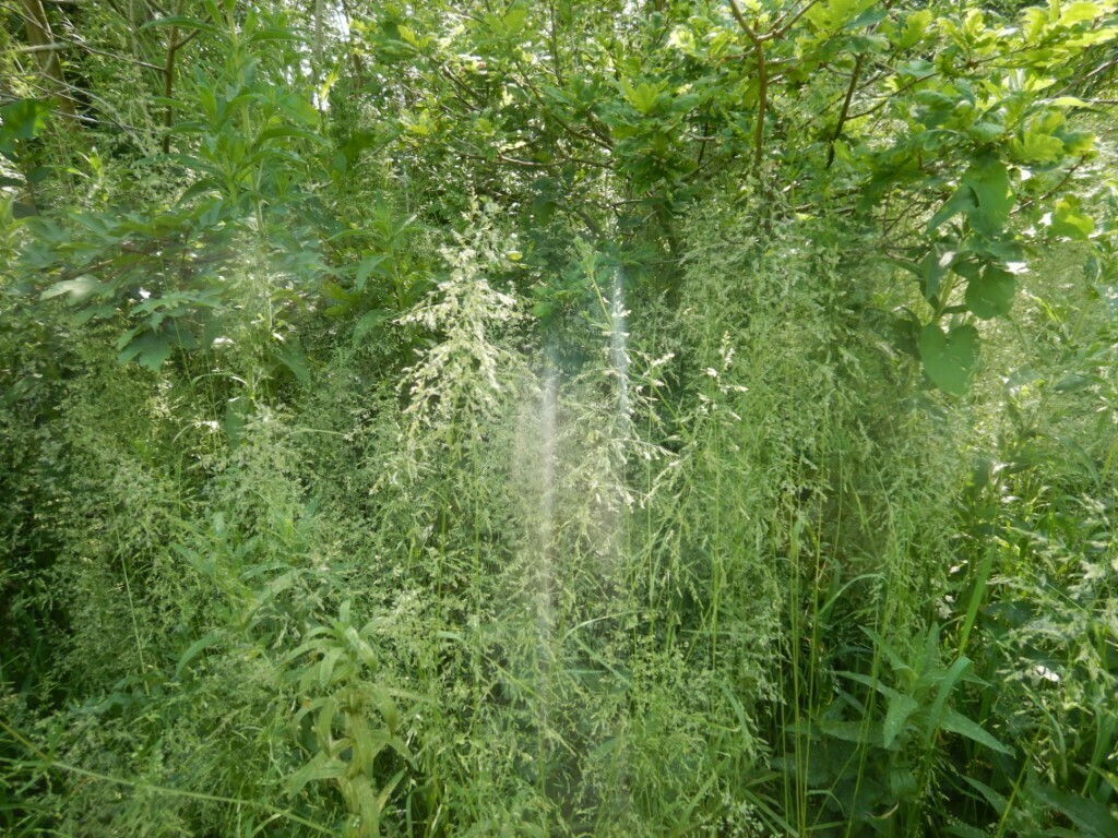 Poa trivialis — parent species of Poa trivialis subsp. sylvicola