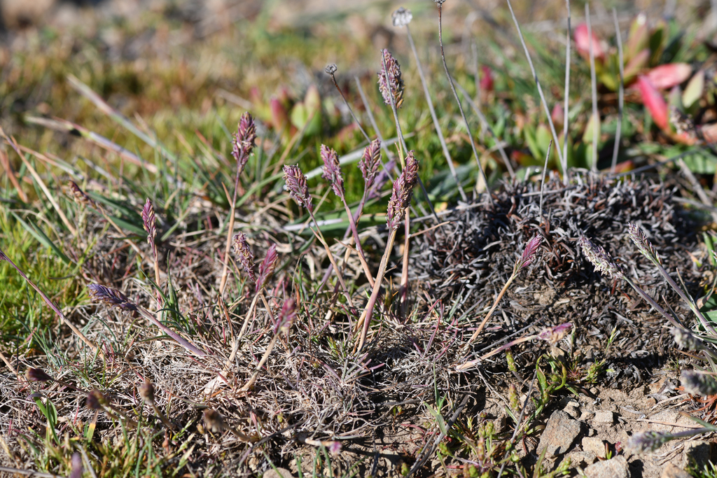 Poa unilateralis subsp. unilateralis (San francisco blue grass), native California grass