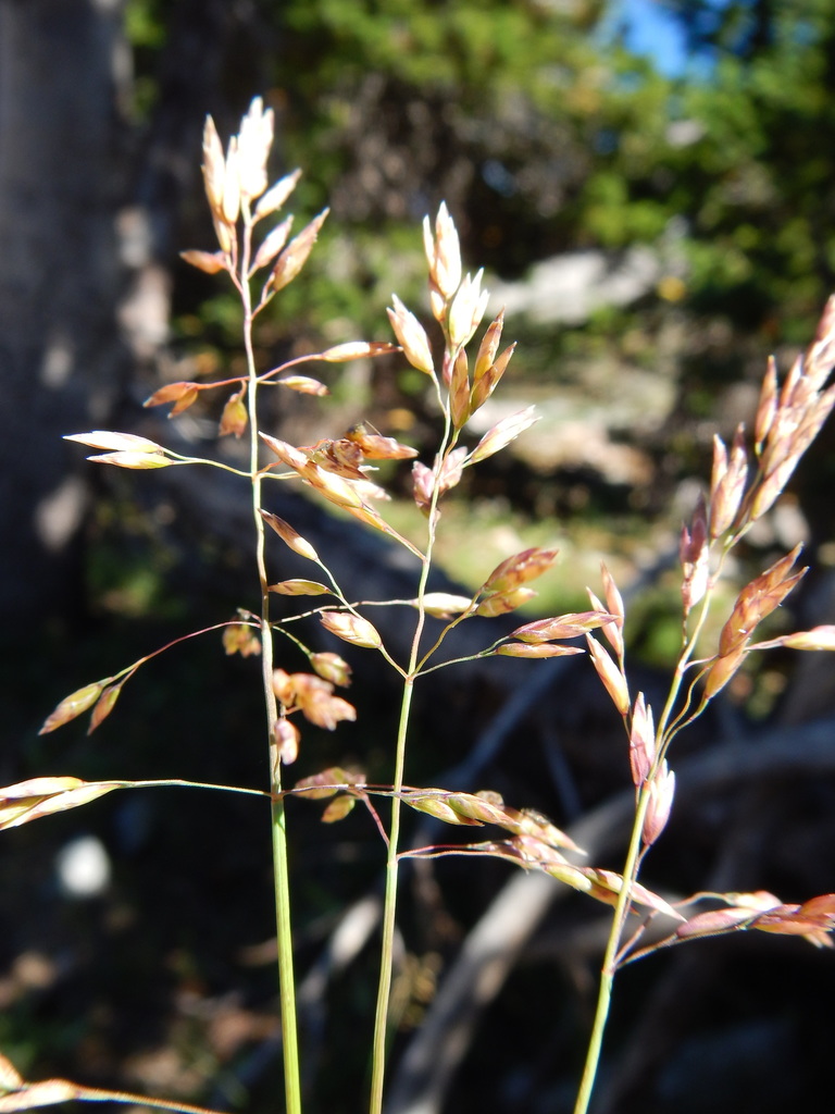 Poa wheeleri (Hooker's bluegrass), native California grass