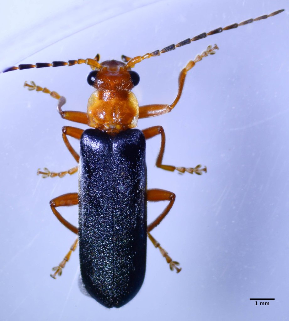 Podabrus pruinosus (Downy Leather-winged Beetle), California species