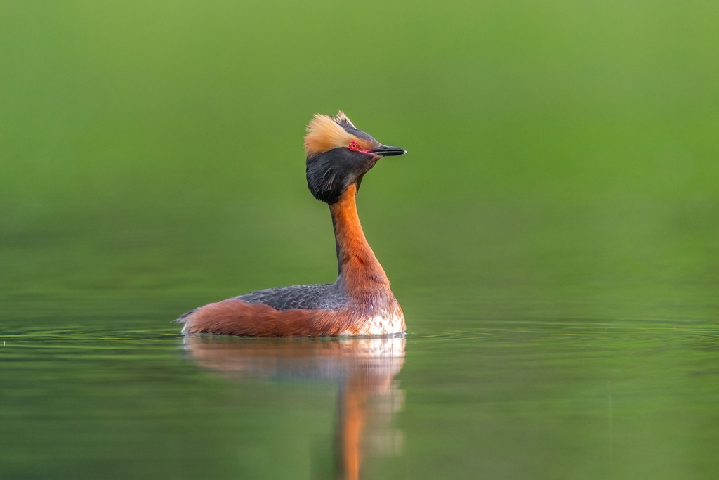 Podiceps auritus (Horned Grebe), California species