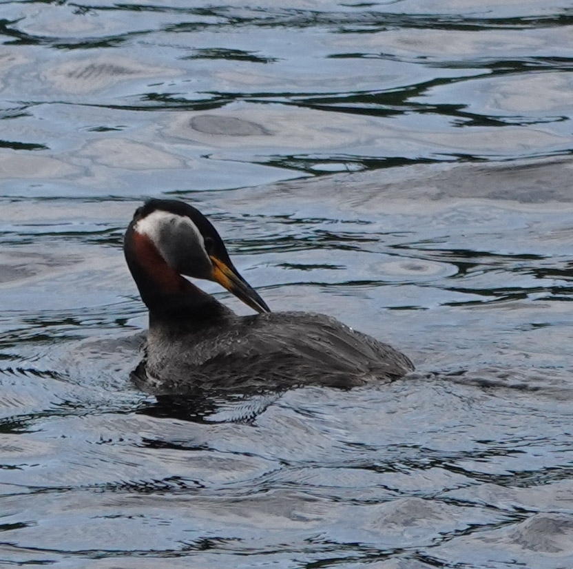 Podiceps grisegena (Red-necked Grebe), California species